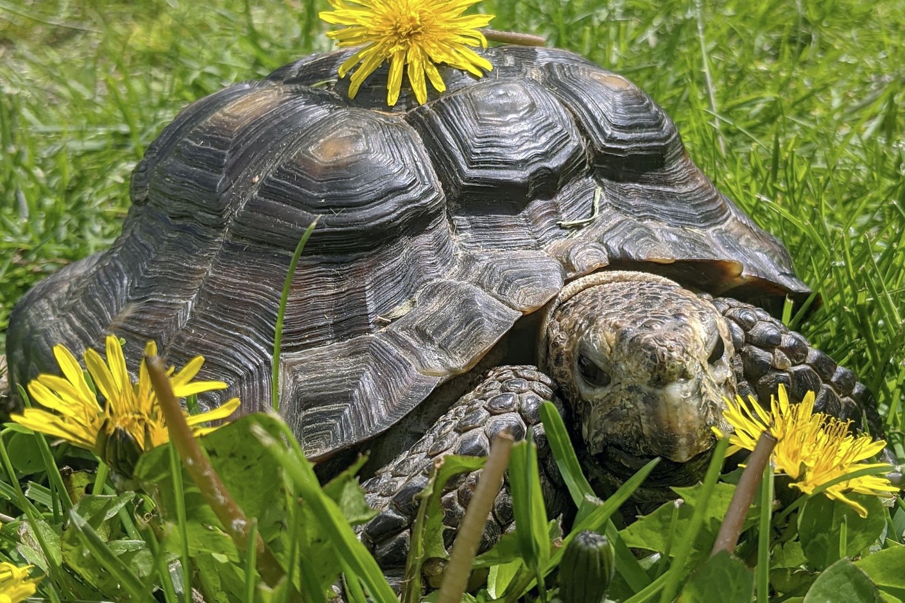 Virus Outbreak Tortoise Adoption